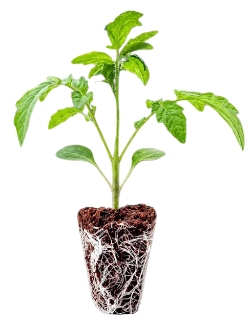 Shree Agro 